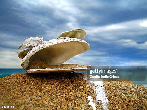 Rock Vs Shell 696 Shell Rock Stock Photos, High-Res Pictures, and Images - Getty Images