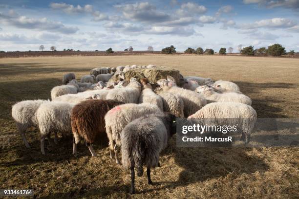 sheep get winter food - lente bildbanksfoton och bilder