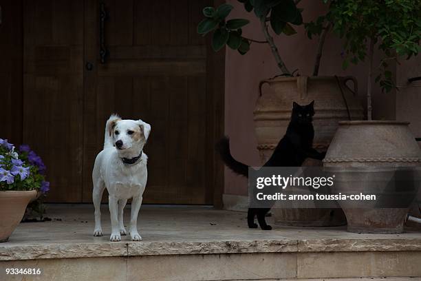 cat and dog - ra'anana stockfoto's en -beelden