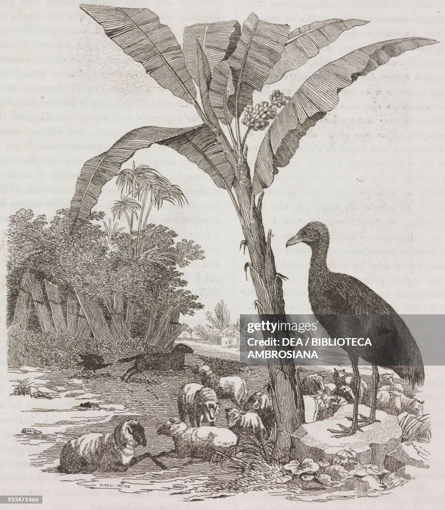 Grey-winged trumpeter, South American bird