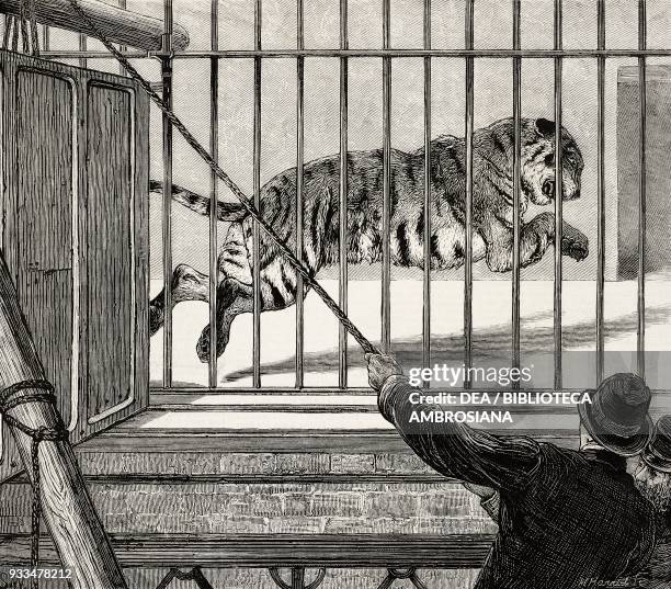 Removing the big male tiger to his new quarters, Zoological Gardens, London, United Kingdom, illustration from the magazine The Graphic, volume XIII,...