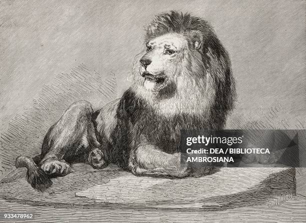 The old lion of the Zoological Society's collection, London, United Kingdom, illustration from the magazine The Illustrated London News, volume LXII,...