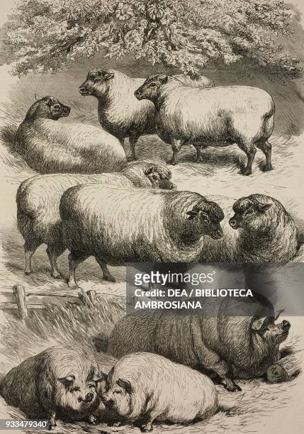 Prize sheep and pigs at the Smithfield Club Cattle Show, United Kingdom, illustration from the magazine The Illustrated London News, volume LXIII,...