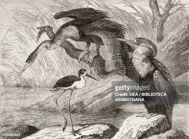 The darter and stilt plover in the Zoological Society's Gardens, London, United Kingdom, illustration from the magazine The Illustrated London News,...