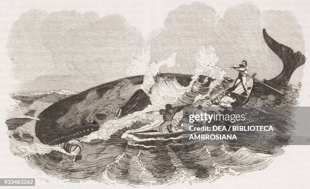 Whaling off Mocha island, Pacific Ocean, Chile, engraving from L'album, giornale letterario e di belle arti, Saturday, November 11 Year 4.