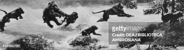 Baboons escaping across a river from cheetahs, shot from the movie Baboona by Martin Johnson, photograph from The Illustrated London News, August 10,...