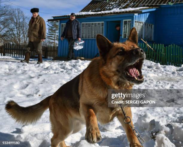 Dog barks as members of a local election commission leave a villager's house during Russia's presidential election in the village of Khrapovo, some...