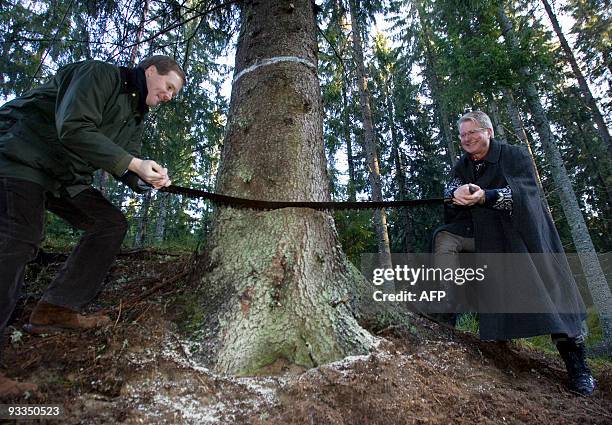 The Lord Mayor of the London Borough of Westminster, Duncan Sandys and the mayor of Oslo, Fabian Stang, use a two-man saw to cut the pine tree...