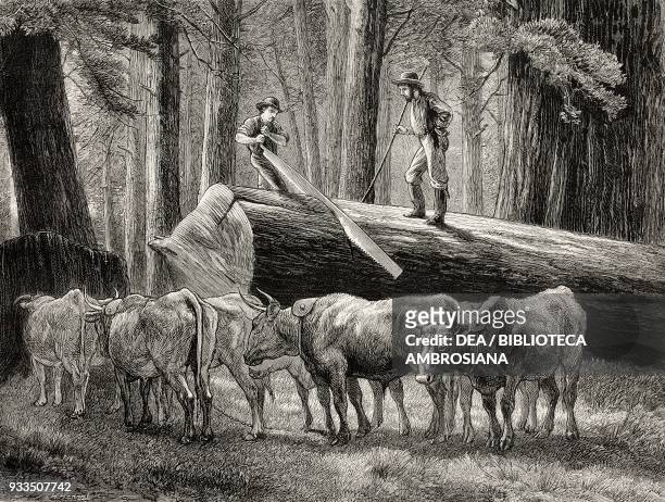 Felling and cutting of a tree, oxen in the foreground, California, United States of America, illustration from the magazine The Graphic, volume XIII,...
