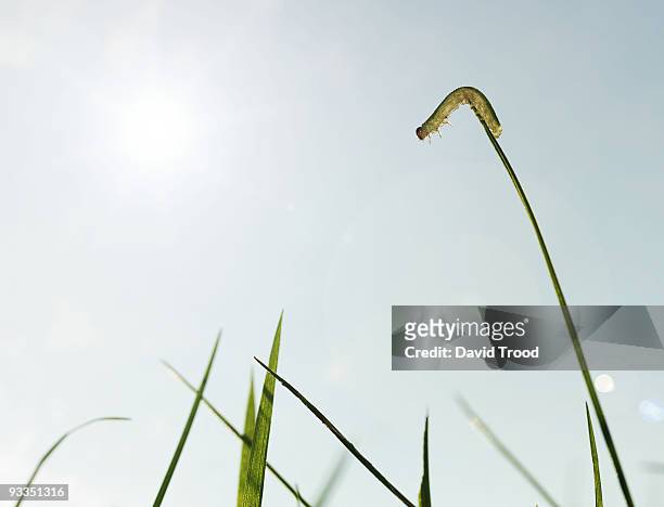 grub climbing up blade of grass - david trood stock pictures, royalty-free photos & images