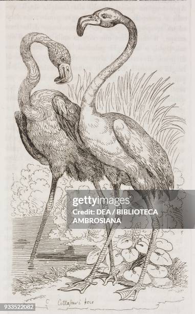 Flamingos, engraving from L'album, giornale letterario e di belle arti, Saturday, September 26 Year 2.