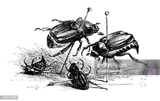 beetles - piercing stock illustrations