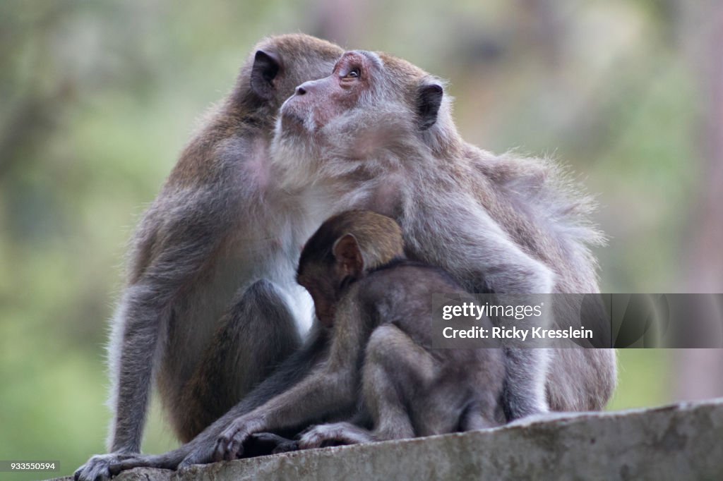 Long-tailed Macaque Family