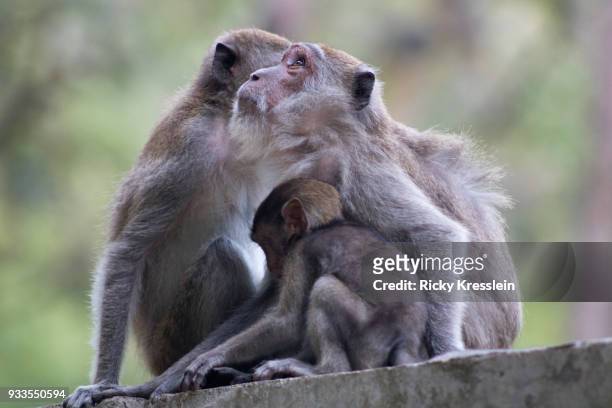 long-tailed macaque family - ricky kresslein stock-fotos und bilder