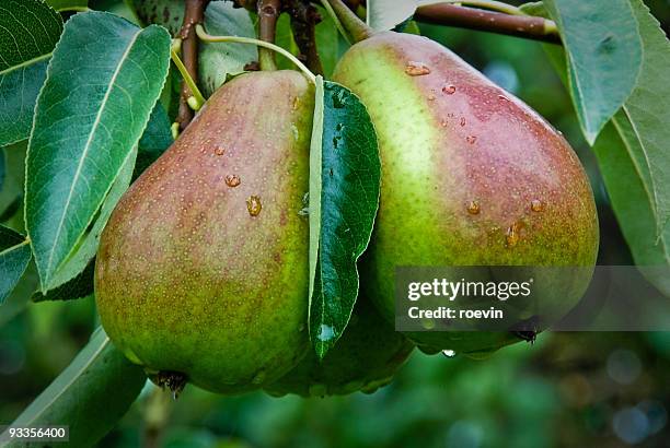 pear orchard - roevin fotografías e imágenes de stock