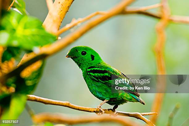 green broadbill   - ken ilio bildbanksfoton och bilder