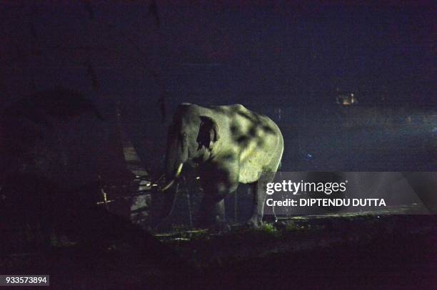 This photograph taken on March 17, 2018 shows a wild male elephant walking past houses at Ambari village on the outskirts of Siliguri. The wild...