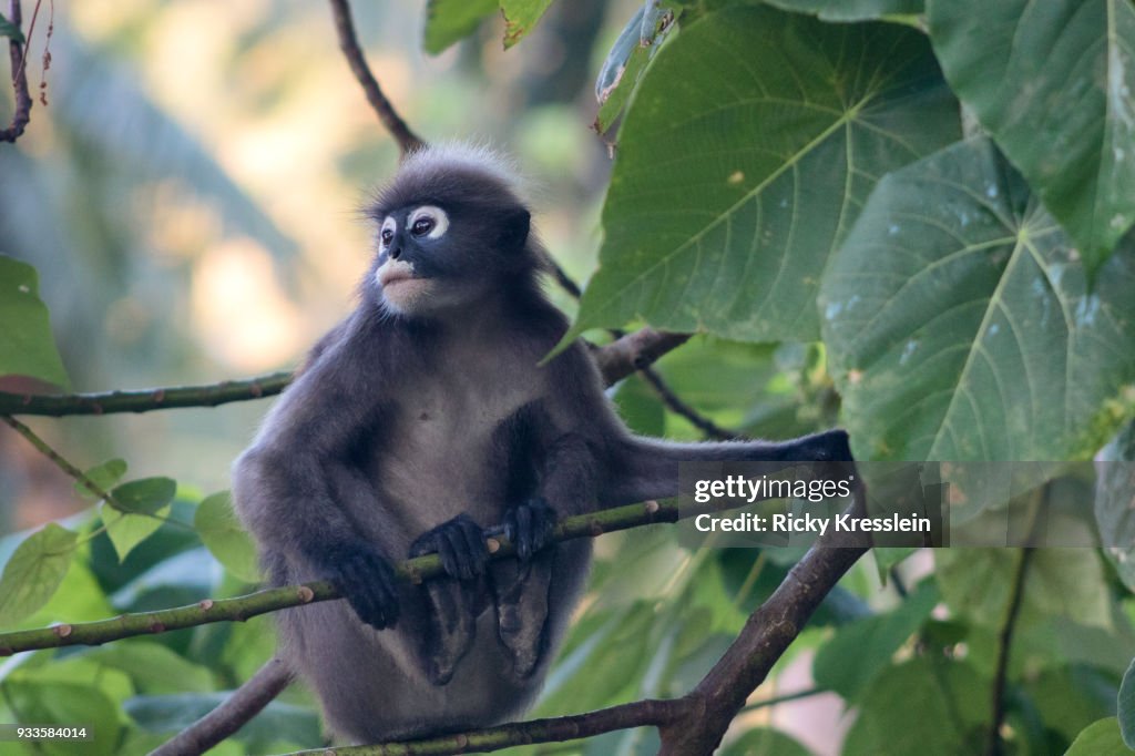 Spectacled Langur Sitting In Tree