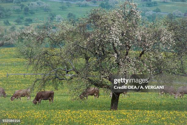 Cattle grazing around a tree in flower-filled field near Gams, Canton of St. Gallen, Switzerland.