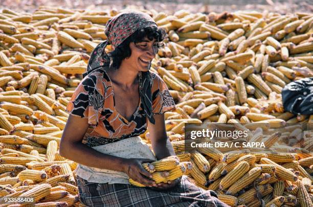 Woman sitting in the middle of piles of corn cobs, Babadag, Tulcea, Romania.