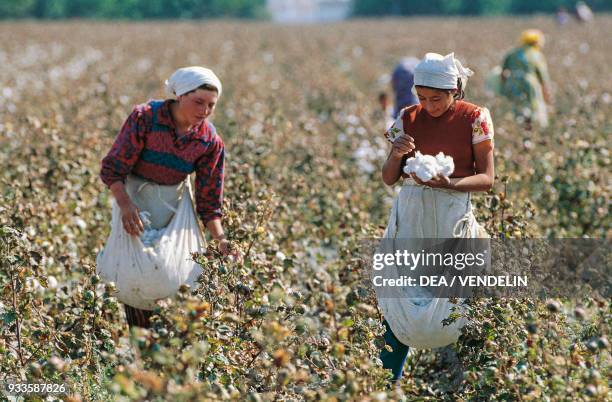 Women picking cotton on a plantation, Uzbekistan.