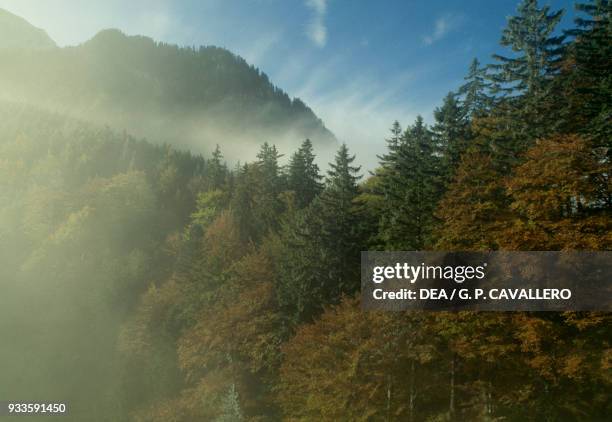 Coniferous forest cloaked with fog, Fussen, Bavarian Alps, Bavaria, Germany.