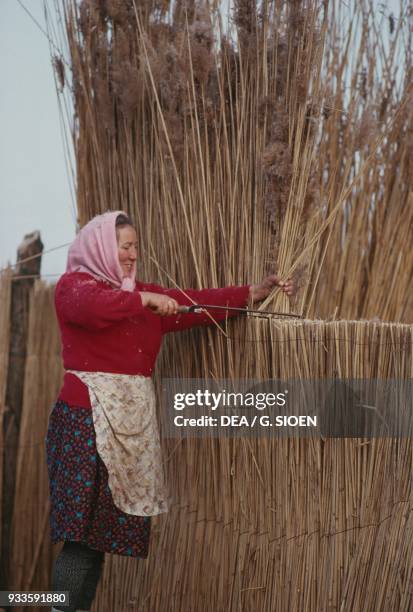 Cut Reeds 11 Lipovan Stock Photos, High-Res Pictures, and Images - Getty Images