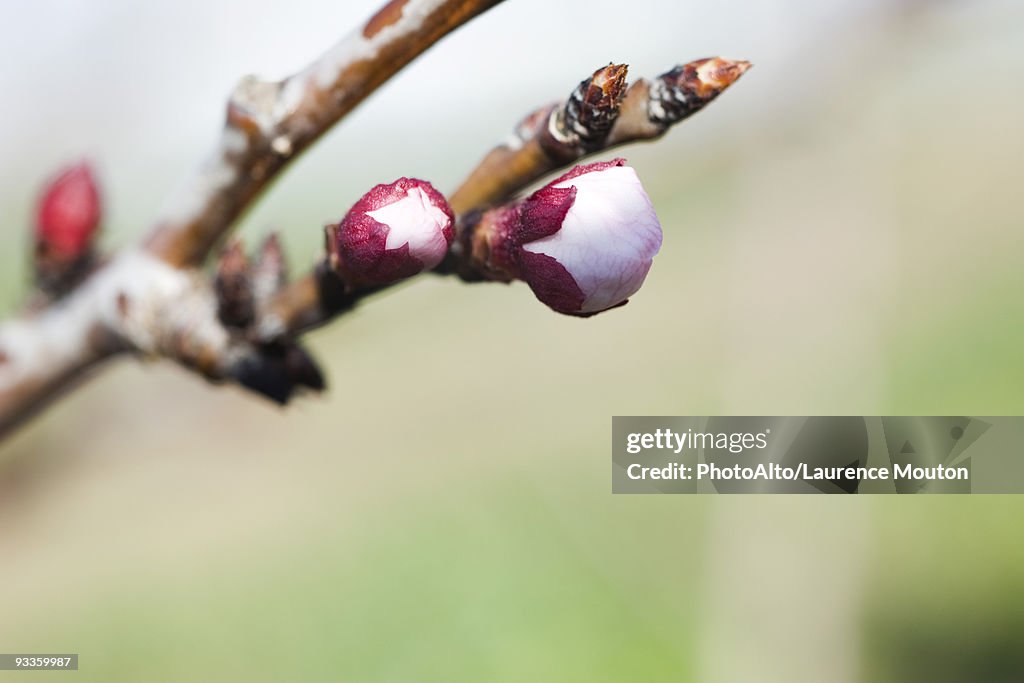 Almond tree flower buds opening, close-up of branch