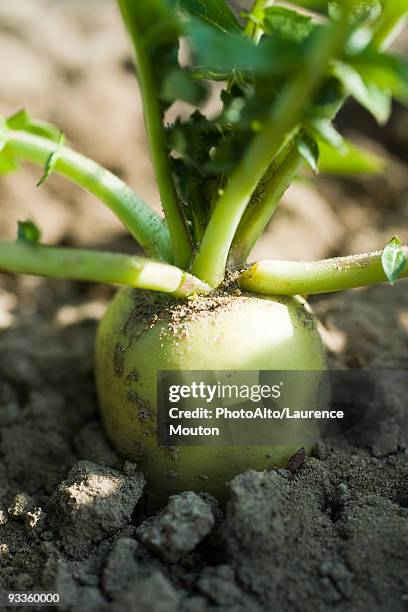 white radish growing in vegetable garden - daikon stock pictures, royalty-free photos & images