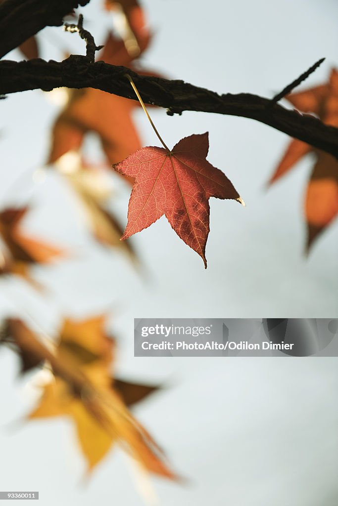 Maple leaves on branch