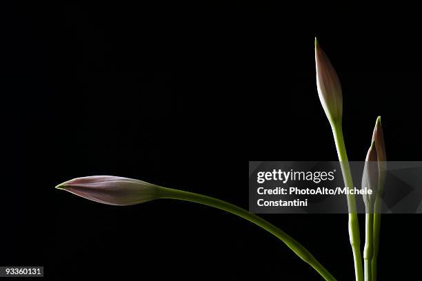 flower buds atop long stems - long stem flowers - fotografias e filmes do acervo