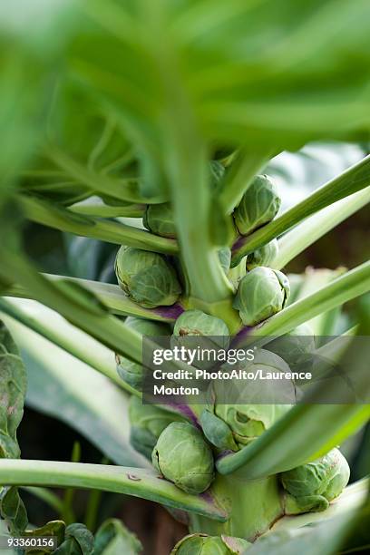 brussels sprouts growing in vegetable garden - brussel sprout stock pictures, royalty-free photos & images