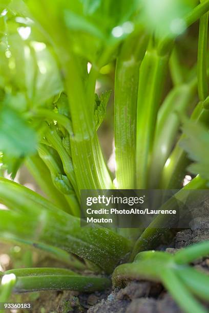 celery plant, close-up of stalks - celery foto e immagini stock