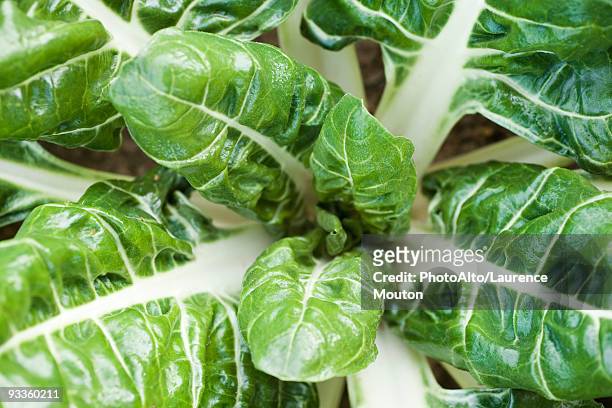 swiss chard growing in vegetable garden, viewed from above, close-up - chard stock pictures, royalty-free photos & images