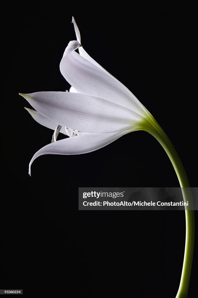 Single white lily, side view