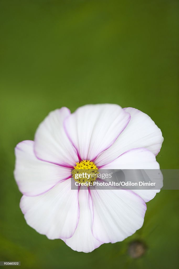 White cosmos flower