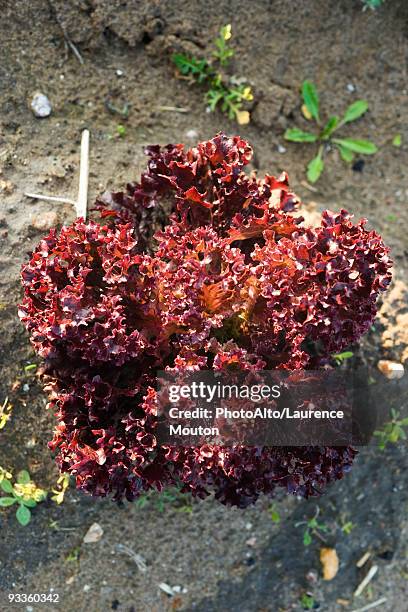 Lollo Rouge 275 Lollo Rosso Lettuce Stock Photos, High-Res Pictures, and Images ...