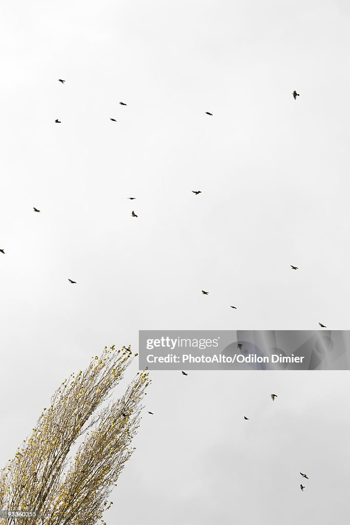 Flock of birds flying in sky, low angle view