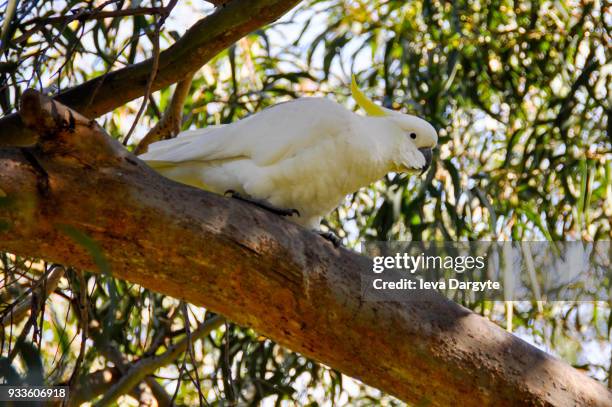 parrot in great ocean road - king parrot stock pictures, royalty-free photos & images