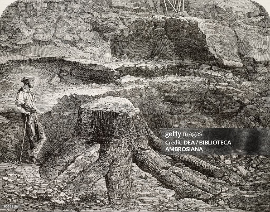 Fossil tree found in a quarry in Coalbrookdale