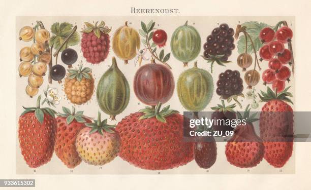 berry fruit, lithograph, published in 1897 - gooseberry stock illustrations