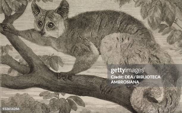 The Galago, brought by Dr Livingstone from South Africa for the Zoological Society's Gardens, Regent's Park, London, England, United Kingdom,...