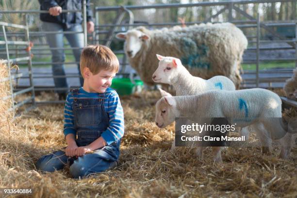 spring lambs - chichester stockfoto's en -beelden