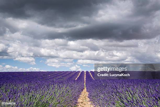 campos de lavanda contra el cielo nublado - agrarwirtschaft fotografías e imágenes de stock