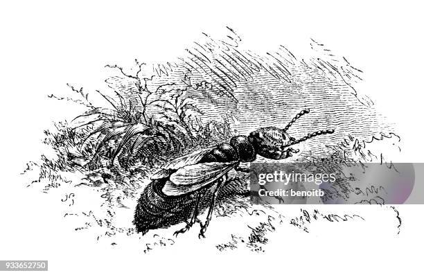 termite nymph - termites stock illustrations