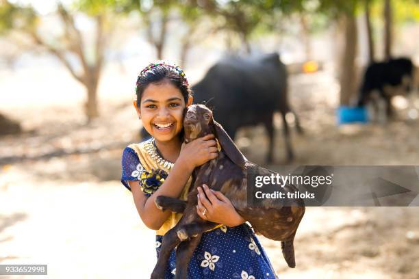 ragazza rurale che tiene la capra - indian animals foto e immagini stock