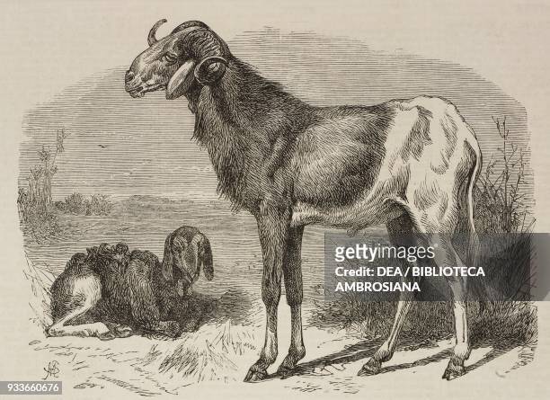 Long eared African sheep in the Zoological Society's Gardens, Regent's Park, London, United Kingdom, illustration from the magazine The Illustrated...