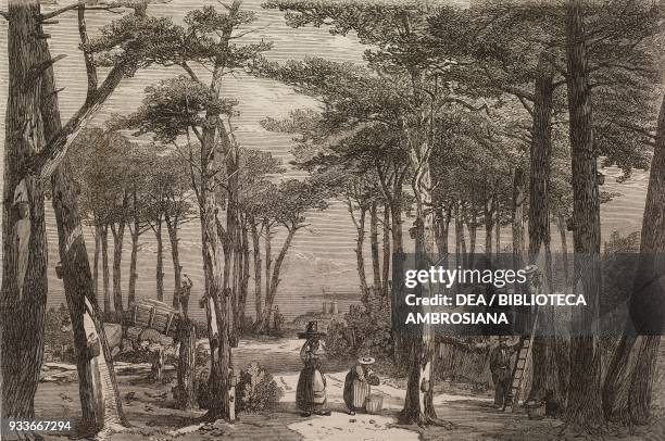 Resin gathering in the pine forest of the Landes, France, illustration from the magazine The Illustrated London News, volume XLIX, September 22, 1866.
