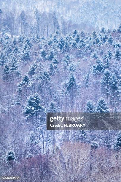 landscape of hokkaido - 雪　降る ストックフォトと画像