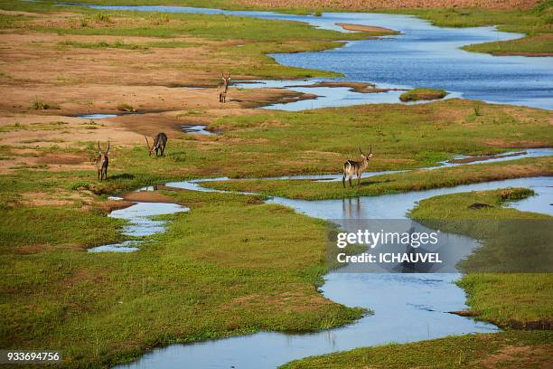 group of kudus south africa - província de mpumalanga imagens e fotografias de stock